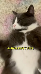 El Gato Blanco y Gris, el Gato Más Juguetón del Mundo #gatos #cats | GatosLandia