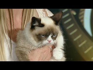 Grumpy Cat Goes to Hollywood