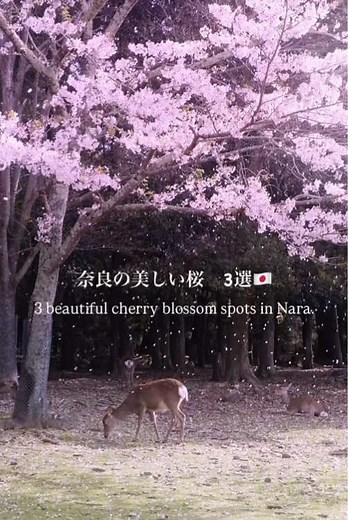 奈良の美しい桜3選｜3 beautiful cherry blossom spots in Nara. 奈良の美しい桜の景色を切り取りました✨奈良には美しい桜のスポットがたくさんありますが、今回はその中で3選ご紹介いたします☺️ We have captured some beautiful cherry blossom spots in Nara ✨ There are many beautiful cherry blossom spots in Nara, but this time we will introduce three of them ☺️ THE charm of Nara🇯🇵 @keeen_films 📍安倍文殊院｜Abe Monjuin Temple 📍浮見堂｜Ukimido 📍長谷寺｜Hasedera Temple #japantrip #naratrip #japan #奈良観光 #奈良 #桜