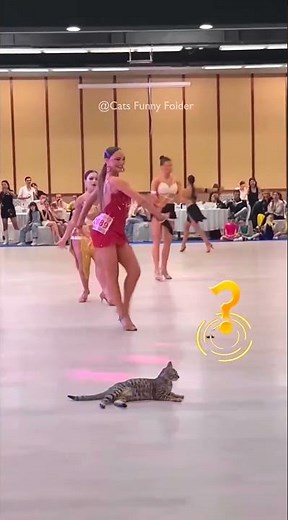 Cats Doing the Craziest Things Ever Caught on Camera! ‪@Funnycats53B‬