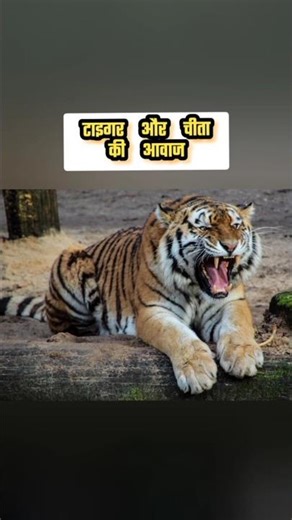 Cheetah 🐆 and Tiger 🐅 | #shorts #viral #youtubeshorts #trendingshorts 😯🤯