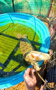 Securing Saltwater croc jaws! This is part three of me catching up Sheila the saltwater crocodile with @danaturedude ! This is the most sketchy part, carefully snaring the jaws shut and taping them! This cage only had a small port for throwing food in that I was leaning through to do everything, then once I got her secure we had to pull the wall panel off to get her out. It was a wild catch, but we got it done safely for both us and the animals! Sheila is now doing great with us here at Bellowin