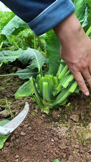 🌱⚙️ Angled Serrated Sickle Harvesting Chinese Kale Gai Lan Stalks