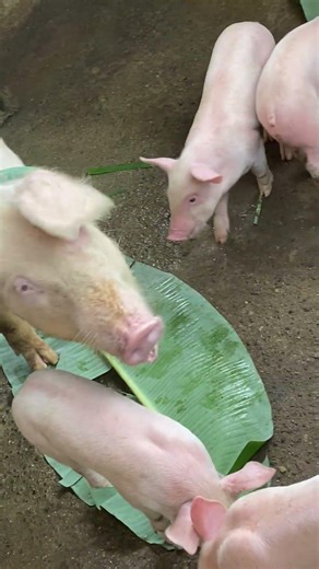 One month old my cute piglets #everyone #piglets #highlights #pig