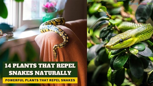 Protect your home with these 14 snake-repelling plants