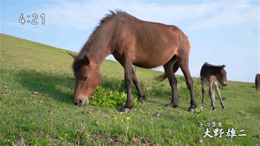 小さな旅「いのち輝く岬で ～宮崎県 都井岬～」