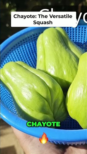 Chayote Squash: The Versatile Chow Chow Vegetable Guide! 🥒