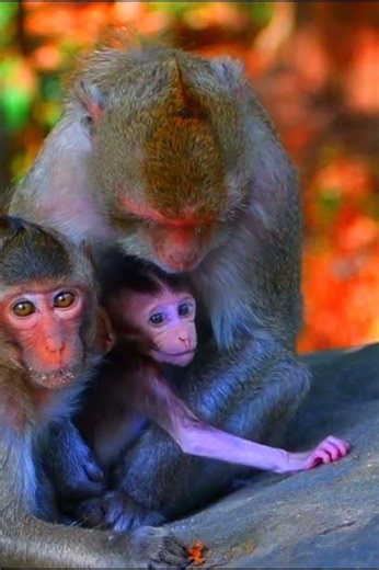 Love Mini Newly Baby Macaque Take Care From Mom