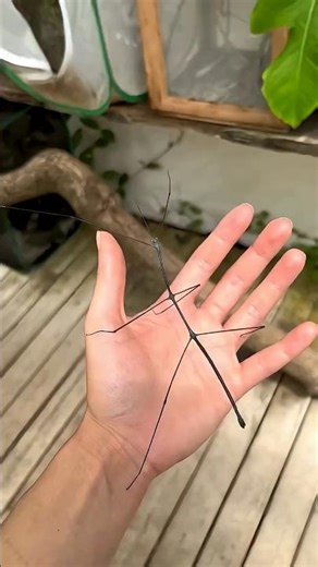 translation video #shorts