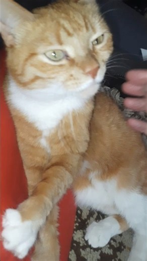 Why This Cat is Unusually Chill