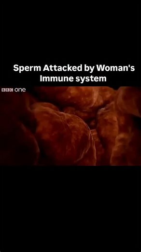 World of Biology on Instagram: "Sperm Attacked by Woman's Immune system Amazing Animation by - BBC one (official Youtube channel) Link to watch original Video on official Youtube channel of BBC one 👇📹 https://youtu.be/MoAUfnKcA3I?si=aLFOKBqMPUQ17Zw2 #Woman's #immunesystem #immuneresponse"