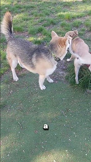 This Bark Means Something #dogs #dogbehavior