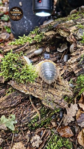 Hidden inside a decaying log is an entire ecosystem most people never notice. #insects #wildlife
