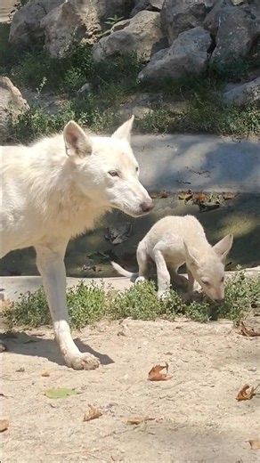 White wolf puppy - cool facts in the description