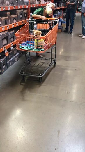 @mydognamedbaby on TikTok