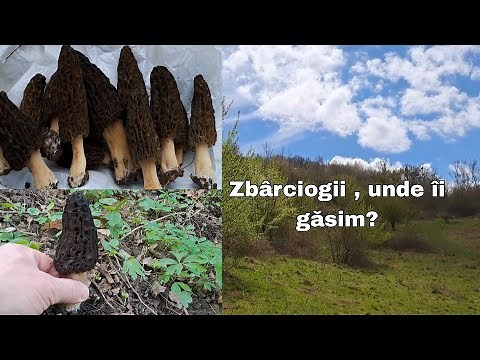 Zbârciogii ,unde îi găsim? Ciupercile care sunt foarte apreciate peste hotare