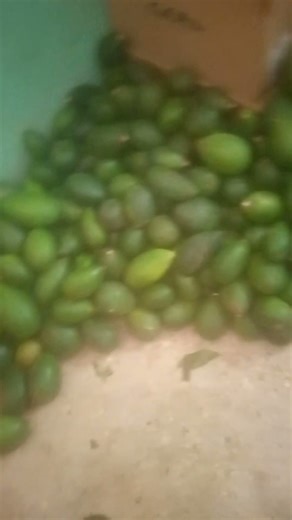 OSU fruit, available now in tens of thousands, place your order now. Whatsapp me: 07036890999 @