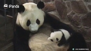 43K views · 617 shares | A panda a day, keeps the sorrow away. Panda mum is breast-feeding baby Jing Liang on her fluffy, warm belly. | iPanda | Facebook