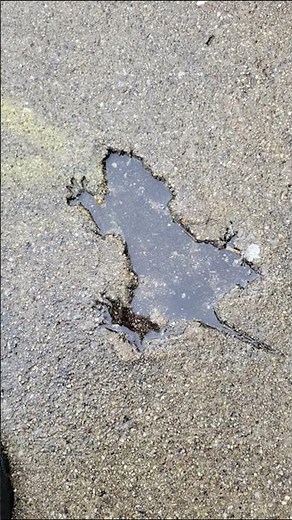 Chicago’s 'rat hole' wasn’t a rat after all, study finds
