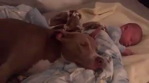 Zzzzzzzzzzzz 💙 🐶 ✨ | Jacqueline MacInnes Wood Source