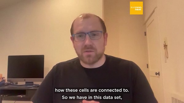 Scientists produce complex map of mouse's brain that could unravel mystery of how ours work