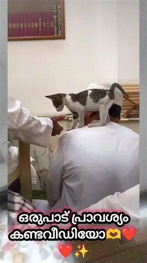 🫶കളങ്കമില്ലാത്തസ്നേഹം😭🙏#cat#emotional#shortsfeed#loveummah#dreamfamily#love#cuple#viral#shorts