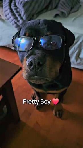 6 months old, built like a moose on steroids who ate a whole truck for breakfast, and this absolute UNIT is STILL my Baby Rottie Kenji until he has his 5th birthday. Fight me on it, I dare you 😤He’s serving full professor realness in these glasses today — like a tiny Einstein trapped in a linebacker’s body — dropping truth bombs: learning is rough as fluff, but being smart is hot as hell.Get your life together and study something, besties. Even my clumsy mooseweiler brother knows knowledge is t