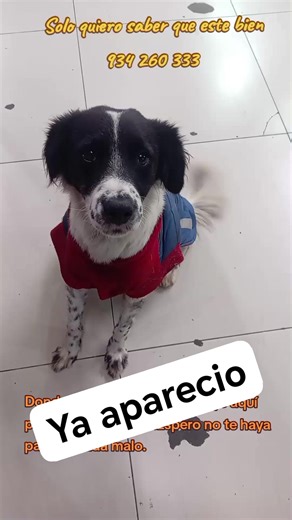 Se lo había llevado una niña que acompaña a su mamá y jugaba con el en el parque. Recién lo trajo después de una semana larga. Estaba asustada. Ellos tampoco venían Borrachitos sabían nada. Hasta hoy que me contaron y lo vi y lo Llene de besos. Ojlaa lo adopte por que aqui tampoco es vida aunque se le quiere mucho. ♥️🇵🇪 | Jenny - Guardianes Perrunos mestizos abandonados.