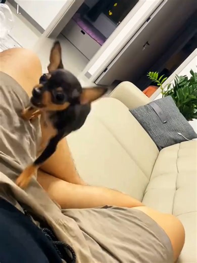 Adorable and Funny Dog Videos That Will Make You Smile
