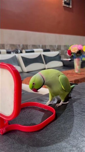 Parrot sound #talkingparot #talkinganimal #birds #talkingbird #nonstoptalkingparrot