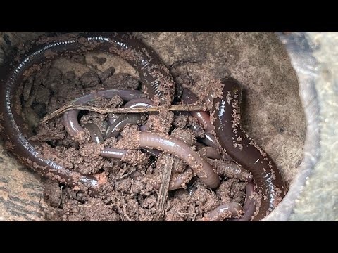 🌱 Earthworms in Action | Natural Soil Fertility& Composting Power 🪱