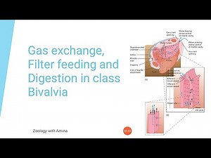 Gas exchange, Filter feeding and digestion in class Bivalvia