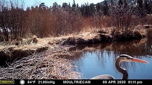 16K views · 701 reactions | Beaver dams = great bird habitat!...