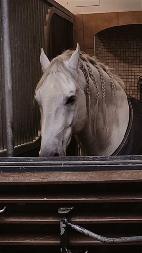 The Spanish Riding School, Vienna #witch #horse