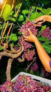 Picking Fresh Sweet Grapes 🍇 So Juicy & Yummy! 😋