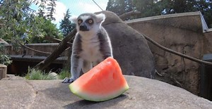 Watch animals from the Oregon Zoo eat watermelon (VIDEO) | Lifestyle