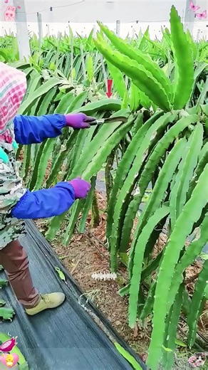 Importance of Trimming Dragon Fruit Branches