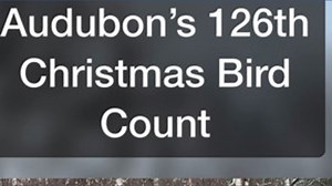 Audubon's annual Christmas Bird Count