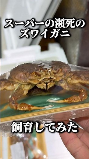 I tried raising a dying snow crab from the supermarket, but it was too dangerous.