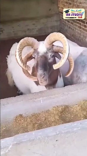 Jacob Sheep 🐏 A rare ancient breed with FOUR horns, striking black-and-white wool