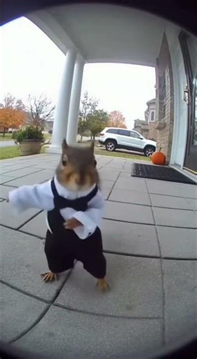 dancing squirrel🤣🤣🤣