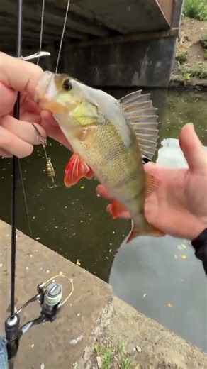 #Fish hunting #animals #fishing#hunting#shorts #viralshort