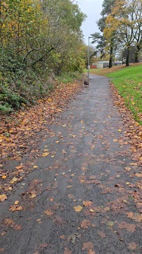 Windy windy  #dogservices #dogoftheday #doglovers #doglover #dogwalking #dogs #dogwalks #dogwalker #dogsofinstagram #doglife #pets #petservices #petcare #cumbernauld #charliesk9crew | Charlies K9 Crew | Facebook