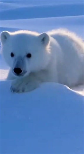 Polar Bear Cub's Epic Snow Slide! ❄️ Adorable Arctic Fun! #omg #shorts #viral