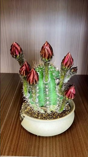 Breathtaking Cactus Flower Blooming! 🌸✨