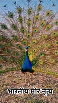Indian peafowl dancing 💕 💕 #birds #peacock #animals #peacock_dance #nature