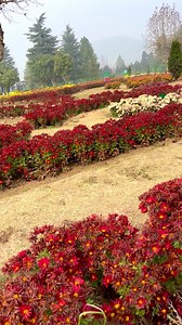 charming view of Gul I Bagh Garden Srinagar #explore #nature #winterseason 🌷💕🔥 | Explore Pogal Paristan