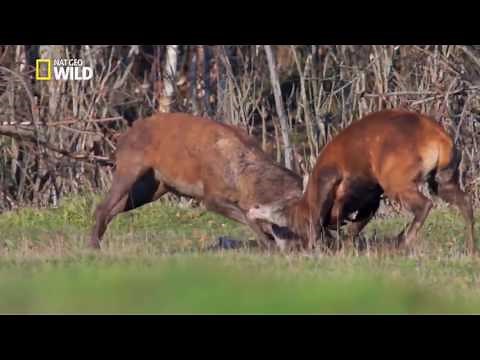 Deer Fights - Nat Geo Wild