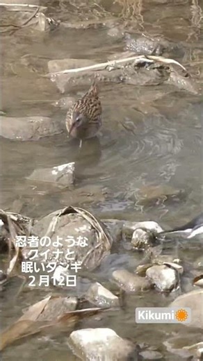 クイナ(水鶏)29cm夏鳥冬鳥、タシギ(田鷸)27cm冬鳥旅鳥、セグロセキレイ(背黒鶺鴒)21cm留鳥2026.2.12関東で撮影#野鳥観察#自然観察