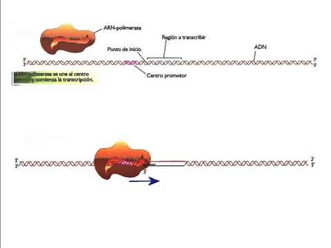 DNA Transcription - Molecular Genetics -